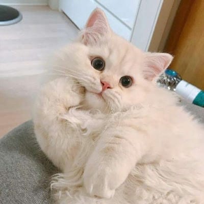 عارف علوی avatar